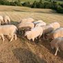 Organic hoggets ch x Image 5