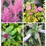 Outdoor plants for sale. Image 10
