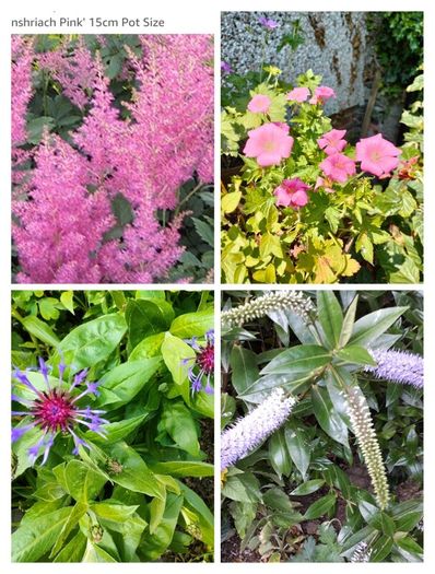 Outdoor plants for sale.