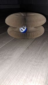 Foldable Cat Scratching Board/Game