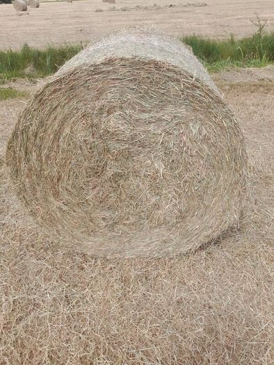 Hay