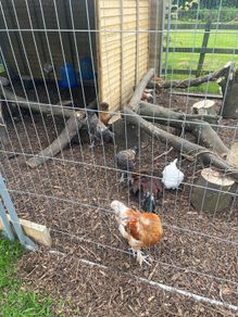 Cockerel / Rooster