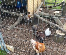 Cockerel / Rooster