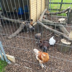 Cockerel / Rooster