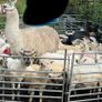 2 year old Female Llama Image 4