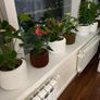 Plant Pot Cover Image 9