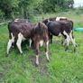 Bull calves Image 5