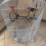 Free budgie cage and some supplies Image 2