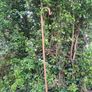 Shepherd's Crook / Staff Image 4