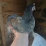 bantam chicks Image 6