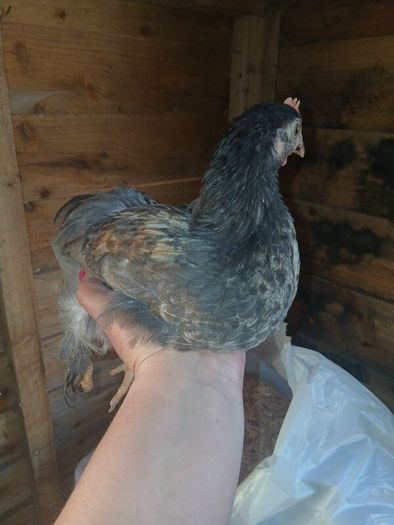 bantam chicks