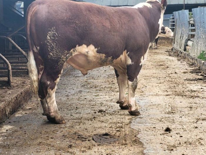 Hereford bulls