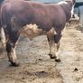 Hereford bulls Image 6