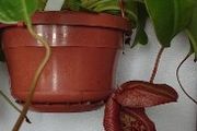 Pitcher plant