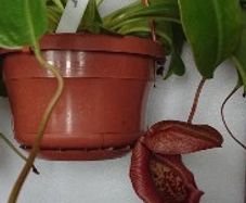plants