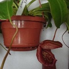 plants