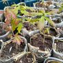 oak saplings Image 3