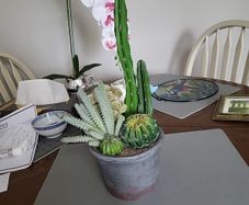 Cactus plants artificial potted