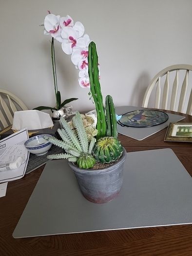Cactus plants artificial potted