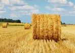 Straw for sale