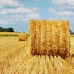Straw for sale