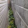 Oak Tree saplings Image 2