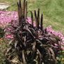 (P) Pennisetum Purple Baron H seeds (5s) (415656) Image 2