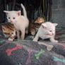 kittens free to good home Image 7