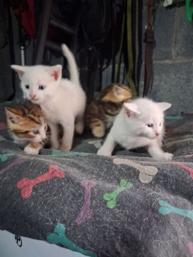 kittens free to good home
