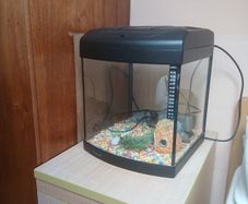 fish tank