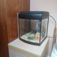 fish tank