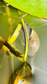 1 x Great Pond Snails, Lymnaea Stagnalis, Freshwater Snail, Pond and Tank Clean Up