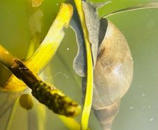 1 x Great Pond Snails, Lymnaea Stagnalis, Freshwater Snail, Pond and Tank Clean Up