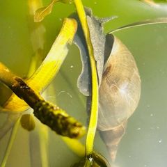 1 x Great Pond Snails, Lymnaea Stagnalis, Freshwater Snail, Pond and Tank Clean Up