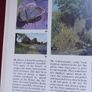 Black's picture information books/ Wild Flowers of verges & waste land/ 1977 Image 8