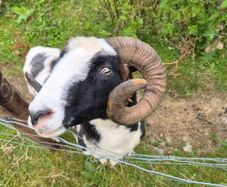 Jacob Ram PBNR