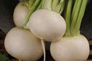 (R) Summer Radish Acord seeds 5g Daikon Radish (124220)