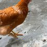 young hen Image 3