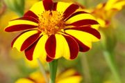 (M) French Marigold Striped Marvel seeds 0.3g (415137)