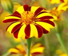 (M) French Marigold Striped Marvel seeds 0.3g (415137)