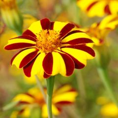 (M) French Marigold Striped Marvel seeds 0.3g (415137)