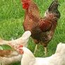 Rooster Image 4