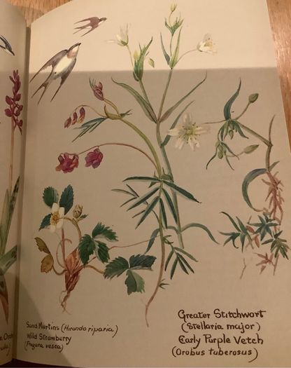 The Country Diary of an Edwardian Lady by Edith Holden