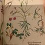 The Country Diary of an Edwardian Lady by Edith Holden Image 8
