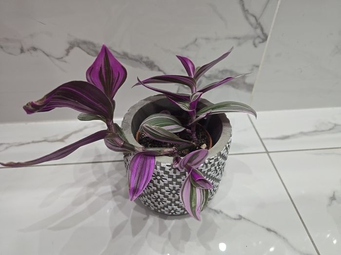 Tradescantia 'Nanouk', beautiful plant