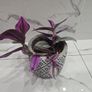 Tradescantia 'Nanouk', beautiful plant Image 3