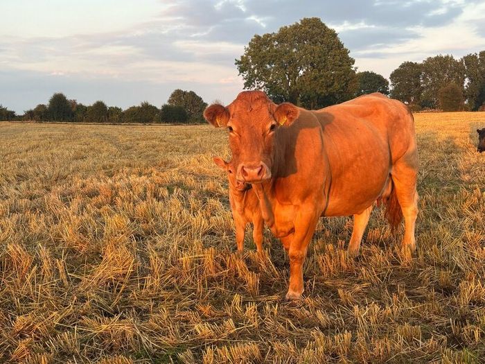 Pb Limousin cow