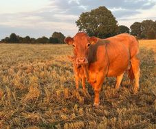 Pb Limousin cow