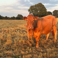 Pb Limousin cow