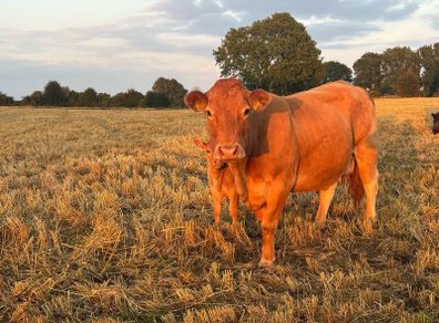 Pb Limousin cow